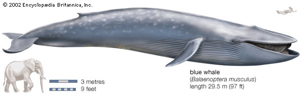 Elephant & Blue Whale