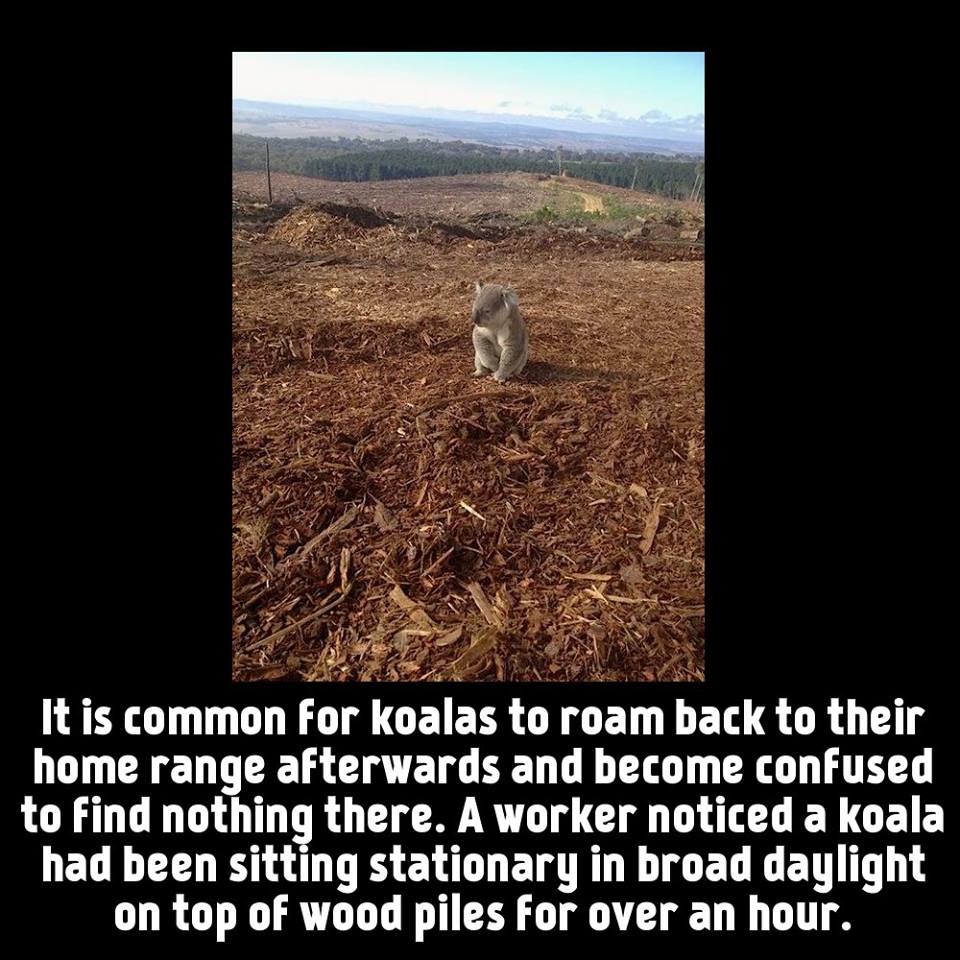 Facts About - Koalas Life