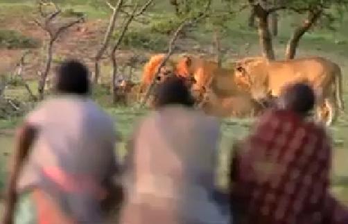 Some People Snatch Food From Hungry Lions